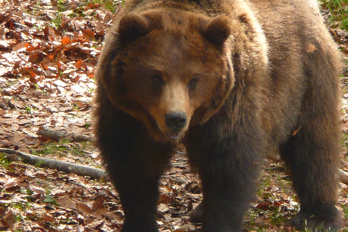Parco Faunistico di Spormaggiore