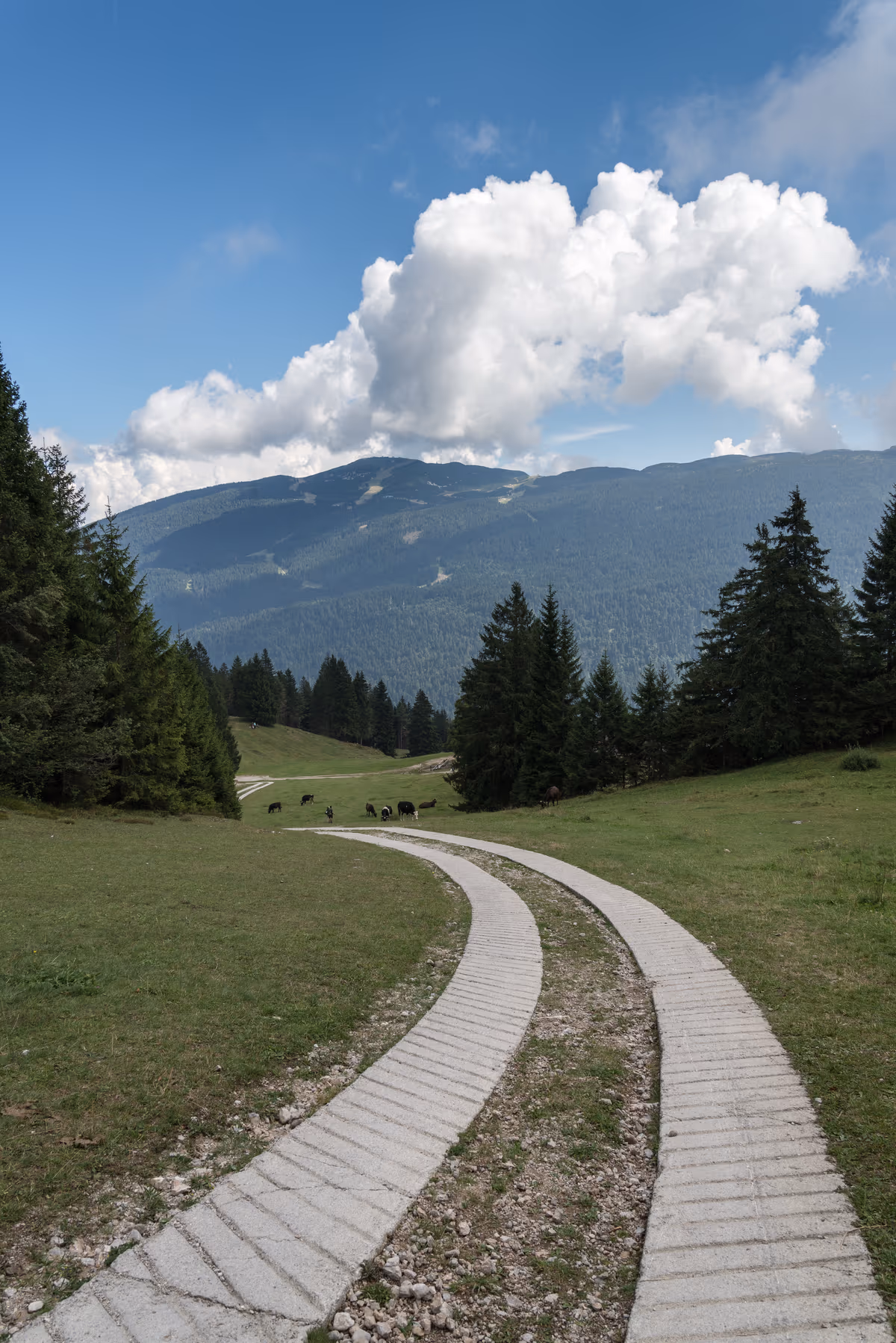 Forest Park di Molveno
